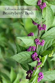 Growing Beautyberry Shrubs A Must Have In The Garden Garden Shrubs Beauty Bush Garden Vines