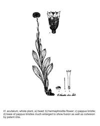 Image result for Helichrysum acutatum