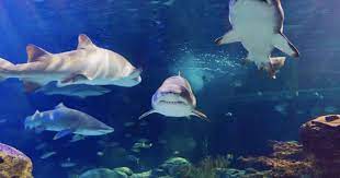 Check spelling or type a new query. Ripley S Aquarium Shark Cam Family Fun Vancouver