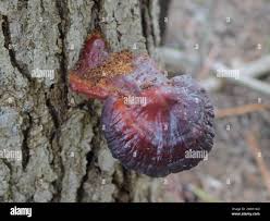 Image result for Ganoderma curtisii