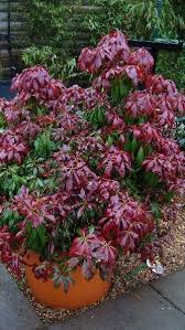 Pieris Japonica Katsura Buy Online London Garden Centre Uk Bloemen