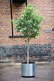 Image result for Ficus demeusei