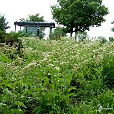 Image result for Parthenium