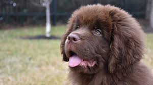 For the best experience, we recommend you upgrade to the latest version of chrome or safari. Newfoundland Growth Weight Chart Everything You Need To Know Pawlicy Advisor