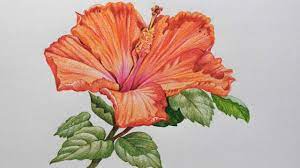 Usa.com provides easy to find states, metro areas, counties, cities, zip codes, and area codes information, including population, races, income, housing, school. Hibiscus Flower Drawing In Color Pencils Flower Drawing Youtube