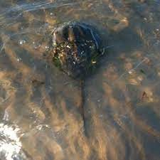 Horseshoe Crab Meanders By While Fishing At Silver Sands State Park Milford Ct Summer 2010 Horseshoe Crab Fish State Parks