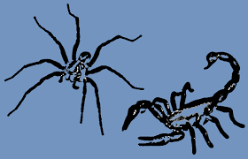 They are trying to evade the hot sunny hours so they could be seen running around in their target is not human being and for sure not american soldier who is stuck in the iraqi desert. Risks In Iraq Animals Reptiles And Insects Part 3 Spiders Scorpions Insects A Guide To Risk Management