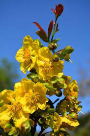 Image result for Ochna richardsiae