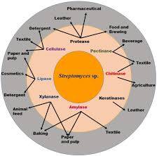 Animal cell labeled mcgraw hill. Potential Applications Of Extracellular Enzymes From Streptomyces Spp In Various Industries Springerlink