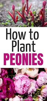 Peonies are native to asia, europe and western north america. How To Grow Peonies Growing Peonies Peonies Garden Plants