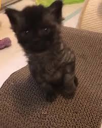 Why Do Cats Press Their Head Against The Wall Video Video Baby Cats Cute Baby Cats Kittens Cutest