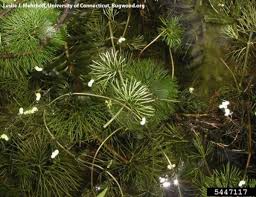 Image result for Cabombaceae