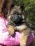 Medium Haired German Shepherd