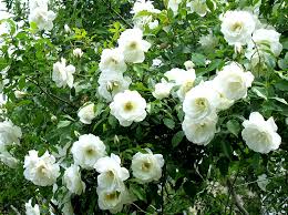 Jasmine plant is found in almost all the parts of india. Guide To Jasminum Sambac How To Grow And Care For Arabian Jasmine