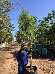 Image result for Xyris natalensis