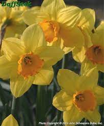 Narcissus Fortune 1917 Bulb Flowers Narcissus Flower Flowers