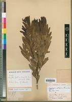 Image result for Mystroxylon