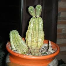 Christmas cacti are such beautiful plants when they flower, and we often hear that cuttings have been passed flowers: Why Is My Cactus Turning Yellow Thriftyfun