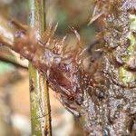 Image result for Lomariopsis rossii