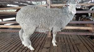 Pakej yang dinyatakan termasuk pengangkutan ke lokasi sekitar lembah klang. Pembekal Kambing Akikah Selangor Dan Kuala Lumpur Pembekal Kambing Akikah Selangor Kuala Lumpur Amir 0148040578