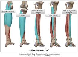 The flexor hallucis longus muscle tendon unit starts from the back of your leg. Left Leg Flexor Tendon Location The Left Common Calcaneal Tendon In The Horse Posterior Depending On The Location Of The Injury The Depending On The Location Of The Flexor