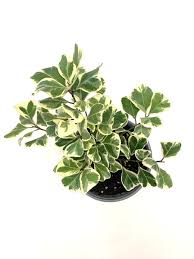 Image result for Ficus triangularis