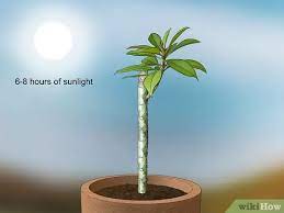 This plumeria tree was a small.cutting brought by my uncle from.hawaii many years ago. How To Grow Plumeria From Cuttings With Pictures Wikihow
