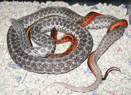 Clint talks specifically about one of the most underrated snakes in the world, garter snakes, weighing the merits of these incredible snakes so you can decid. The Garter Snake A North American Icon Reptiles Magazine