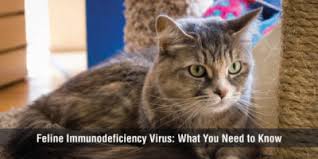 At 6 o'clock yesterday they flew to moscow. Everything You Need To Know About Fiv Positive Cats Virginia Beach Spca