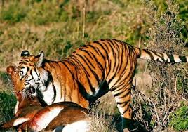 Kami berbadan hukum berupa pt dimana sisi keamanan. Teror Serangan Harimau Lawu Ditemukan Tapak Kaki Dan Bekas Seretan Bercak Darah Ke Arah Hutan Joglosemar News