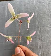 Image result for Congea