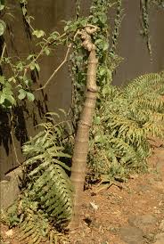 Image result for Cyphostemma congestum