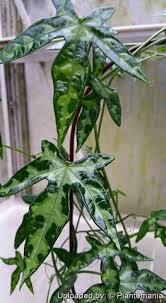 Image result for Adenia