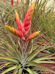 Image result for Tridactyle filifolia