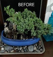 In the type of the tree shown in the tutorial which is a fifteen year old, once you have got the branch structure established then you can prune the leaves over it. First Time Bonsai Trim Juniper I Think Album On Imgur