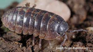 How to kill rollie pollies in the garden. How To Get Rid Of Pillbugs Diy Pest Control Youtube
