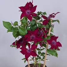 Check spelling or type a new query. Boulevard Nubia Straathof Young Plants