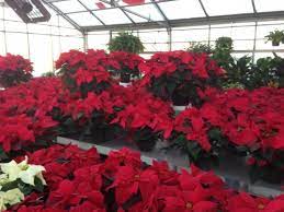 Florists in lima on yp.com. About Us Mohler S Flowers By Uhl Lima Oh