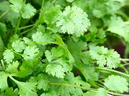 Cilantro (coriandrum sativum) is an annual herb that gardeners prize for its flavorful, aromatic leaves.if those leaves start to turn yellow, don't despair. How To Grow Coriander Bbc Gardeners World Magazine