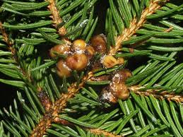 Image result for puklice švestková obrázek