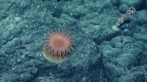 Image result for Aneilema nyasense