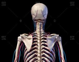 It is the most complete reference of human anatomy available on web, ipad, iphone and android devices. Human Neck Anatomy Stock Photos Offset