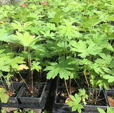 Right below the coffee bean plant, couponxoo shows all the related result of coffee bean plant, then you can easily go for. Kendal Wildflower And Plant Nursery Home Facebook