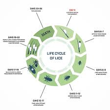 Image result for lice life cycle