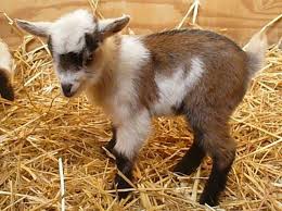 Pin By Diana Garza On Cuteness Nigerian Dwarf Goats Dwarf Goats Nigerian Dwarf