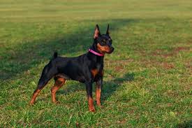 Image result for miniature pinscher