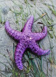 Select from premium purple starfish of the highest quality. Purple Starfish Photograph By Patricia Aubin