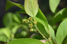 Image result for Flacourtia indica