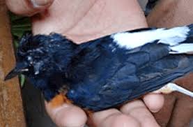 Berikut ini beberapa gambar burung murai batu yang layak dipasang sebagai wallpaper. Cara Mengobati Burung Kurus Dada Nyilet Smart Mastering