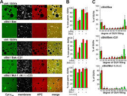 Cerinţe minime generale privind semnalizarea de securitate şi/sau de. Proapoptotic Bax And Bak Proteins Form Stable Protein Permeable Pores Of Tunable Size Journal Of Biological Chemistry